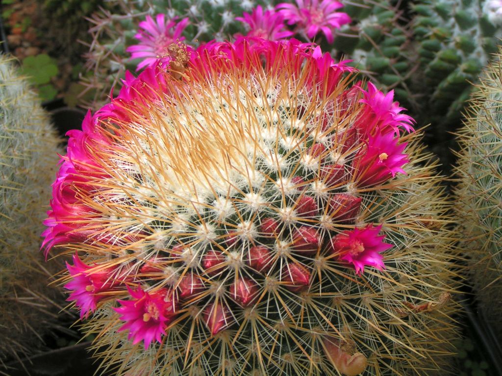 Mammillaria bella